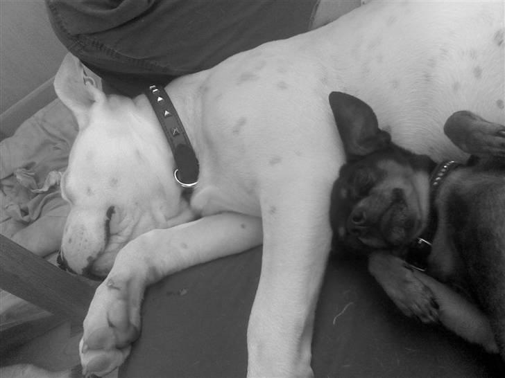 Prazsky krysarik Oskar Himmelhund <3 - Emma er ikke altid for vild . :b billede 6