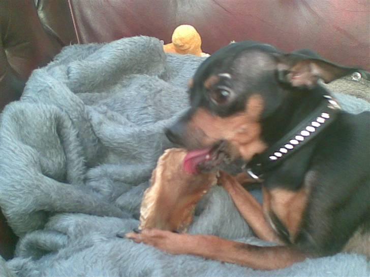 Prazsky krysarik Oskar Himmelhund <3 - Godt grisseøre . billede 7