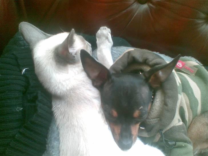 Prazsky krysarik Oskar Himmelhund <3 - Oskar og Juno <3 billede 8