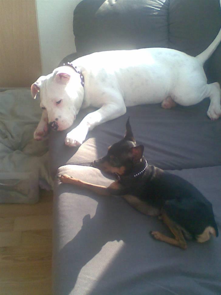 Prazsky krysarik Oskar Himmelhund <3 - Emma og Oskar  billede 9