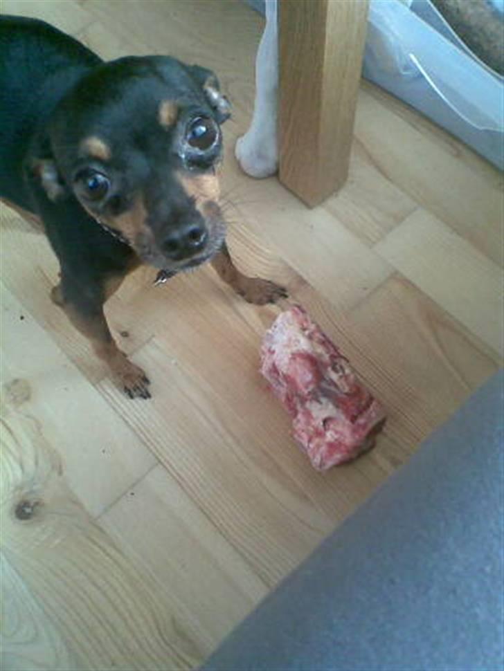 Prazsky krysarik Oskar Himmelhund <3 - Nam nam fra Louise, Emma´s mor . ;D billede 10