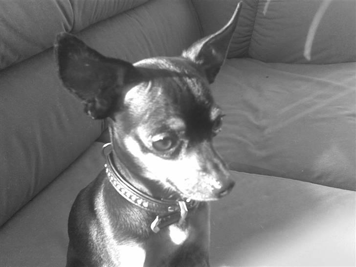 Prazsky krysarik Oskar Himmelhund <3 - Dejlig er han min dreng <3 billede 11