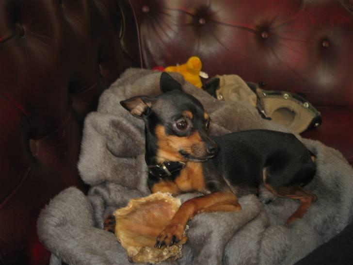 Prazsky krysarik Oskar Himmelhund <3 - .. billede 12