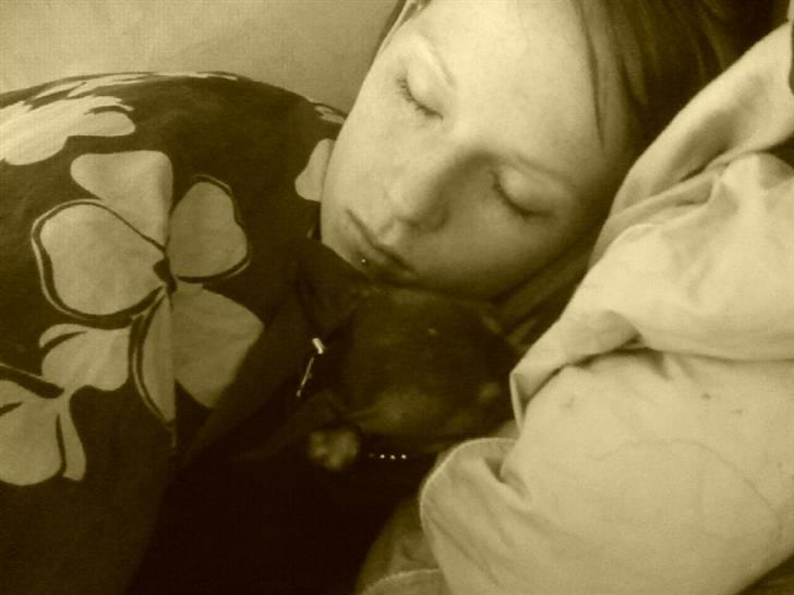 Prazsky krysarik Oskar Himmelhund <3 - Der er nu ikke noget bedre end at putte med mor . ;D billede 13