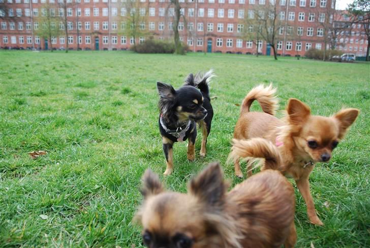 Chihuahua Bella - Her er jeg med søde Peoney og lille Gajah billede 10