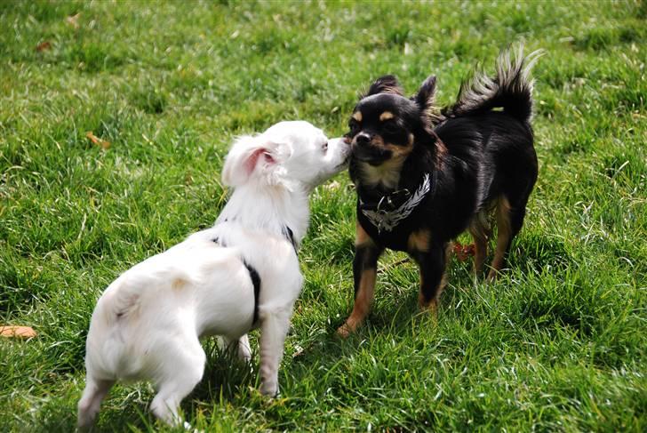 Chihuahua Bella - Kys Kys billede 11