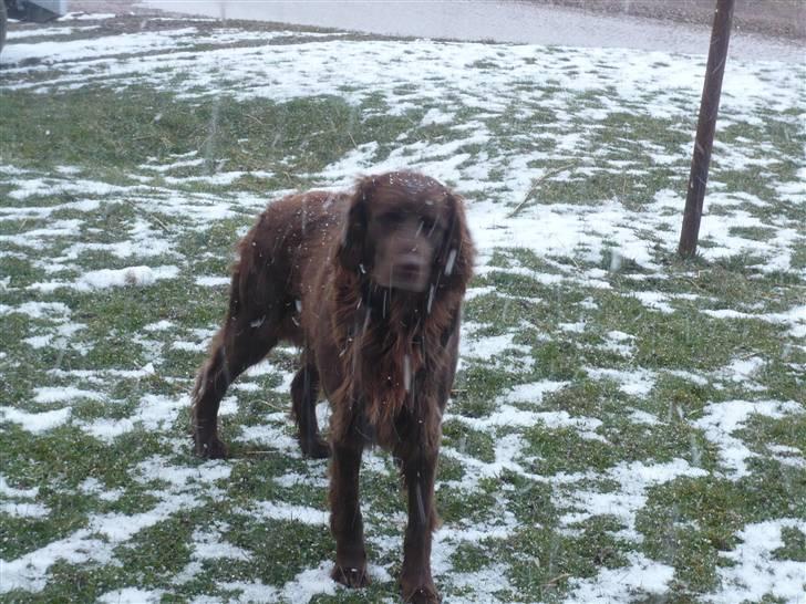 Langhåret hønsehund Annabell billede 10