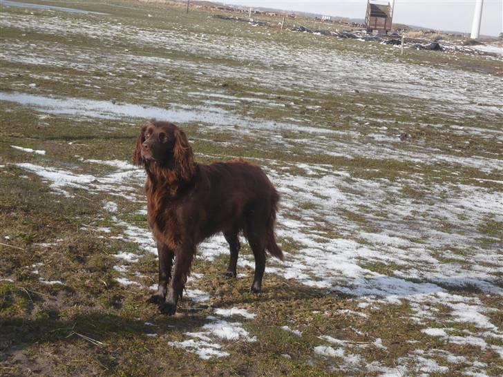Langhåret hønsehund Annabell billede 11