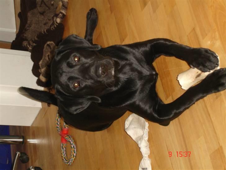 Labrador retriever Buster billede 7