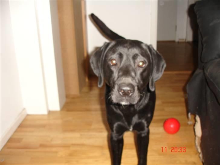 Labrador retriever Buster billede 8