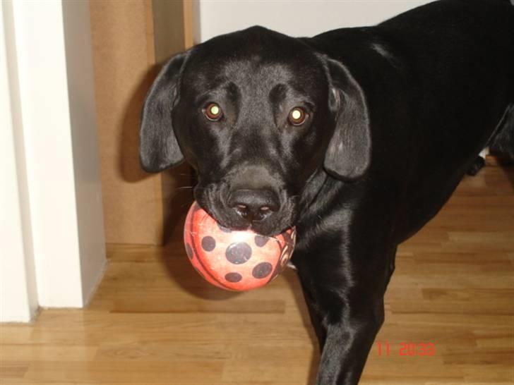 Labrador retriever Buster billede 9