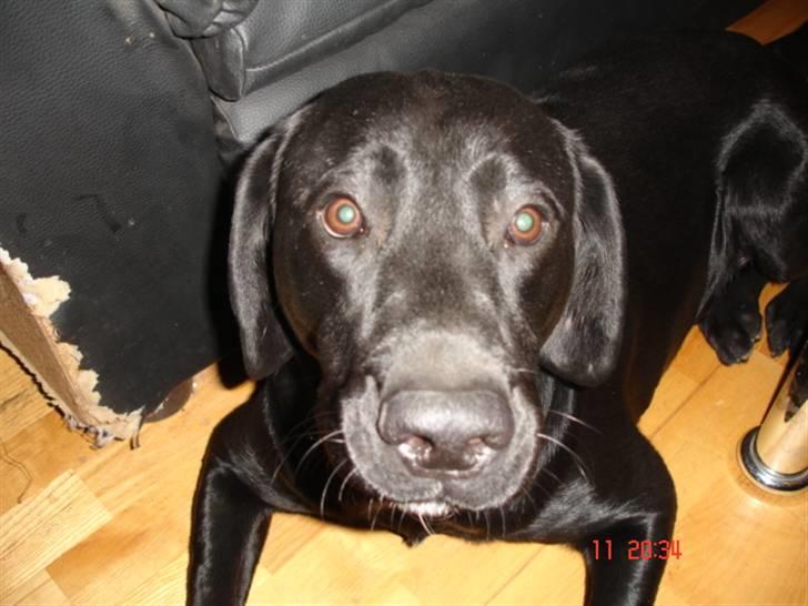 Labrador retriever Buster billede 10