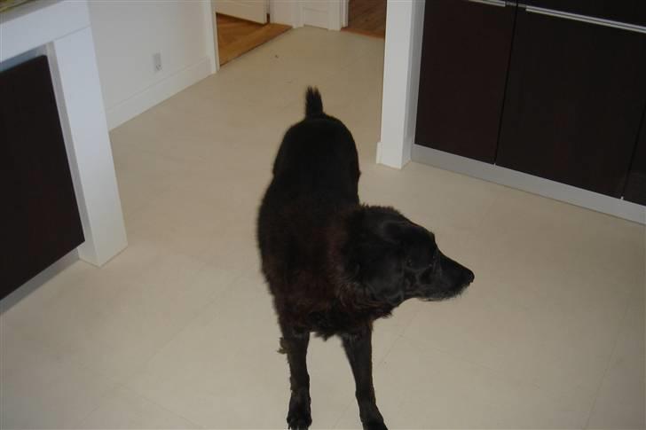 Labrador retriever Waldoph  billede 1