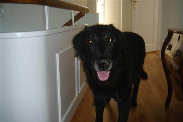 Labrador retriever Waldoph  billede 2