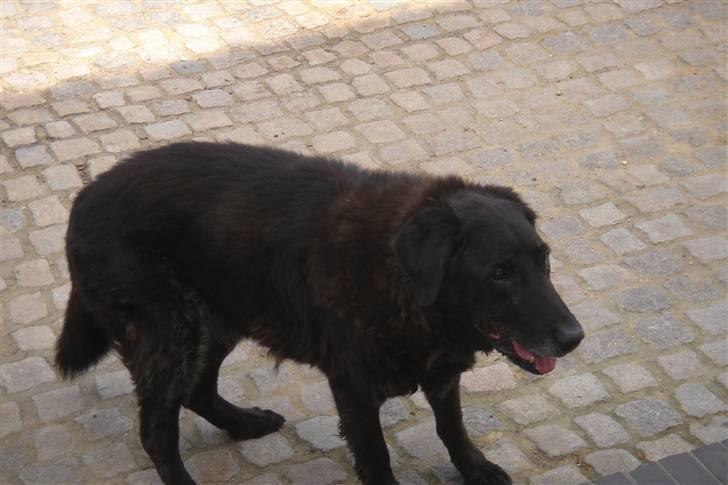 Labrador retriever Waldoph  billede 3