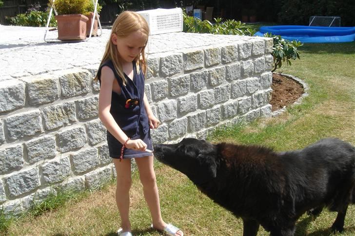 Labrador retriever Waldoph  billede 4