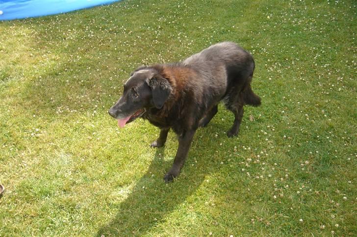 Labrador retriever Waldoph  billede 5