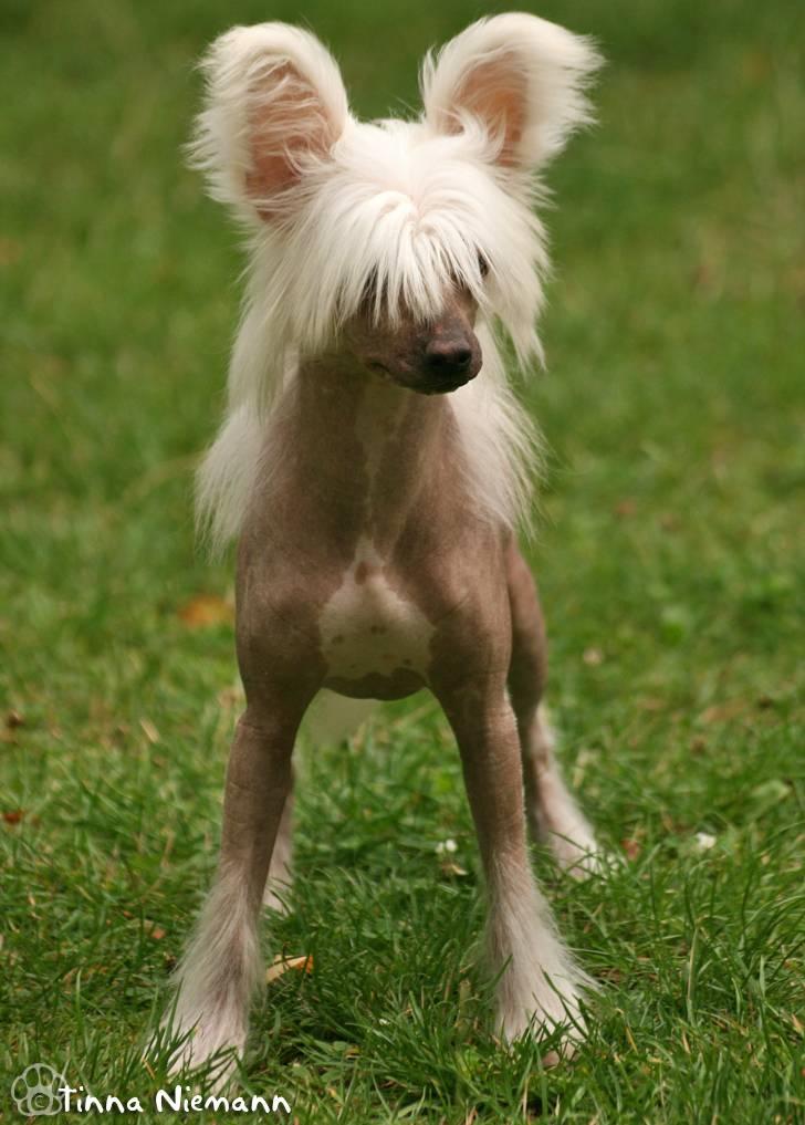 Chinese crested hårløs Silas - 5½ mrd *5 August 08* billede 28