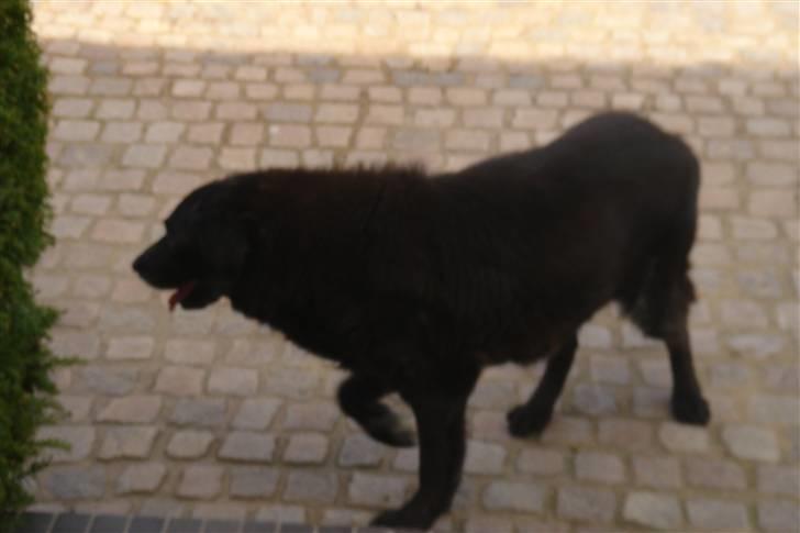 Labrador retriever Waldoph  billede 6