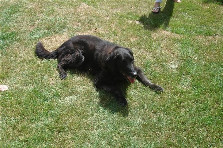 Labrador retriever Waldoph  billede 7