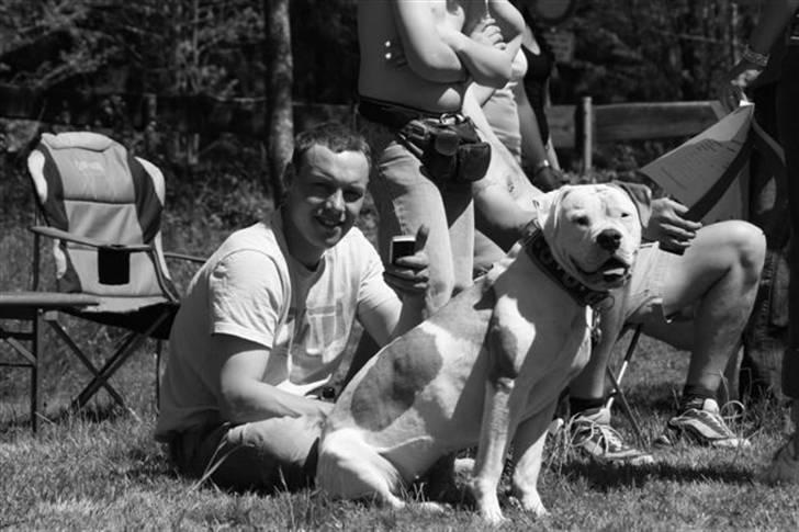 Amerikansk bulldog American Angel - Dennis og Angel u Tyskland  billede 16