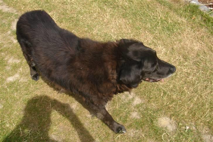 Labrador retriever Waldoph  billede 8