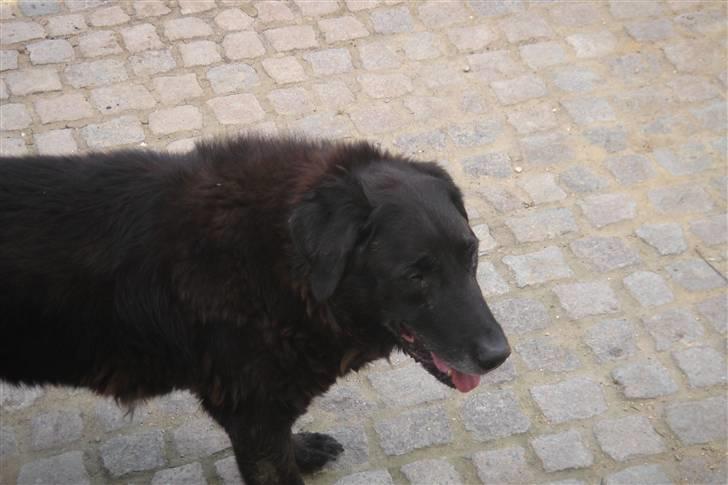 Labrador retriever Waldoph  billede 9