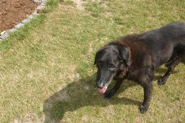 Labrador retriever Waldoph  billede 10