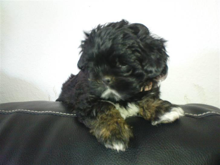 Lhasa apso Perle billede 1