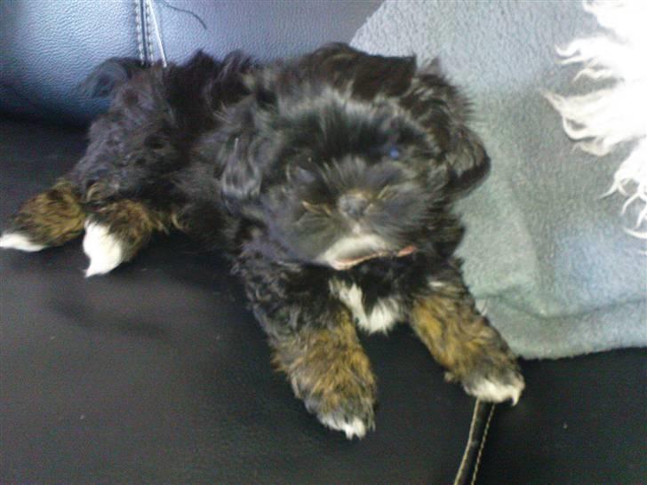 Lhasa apso Perle billede 2