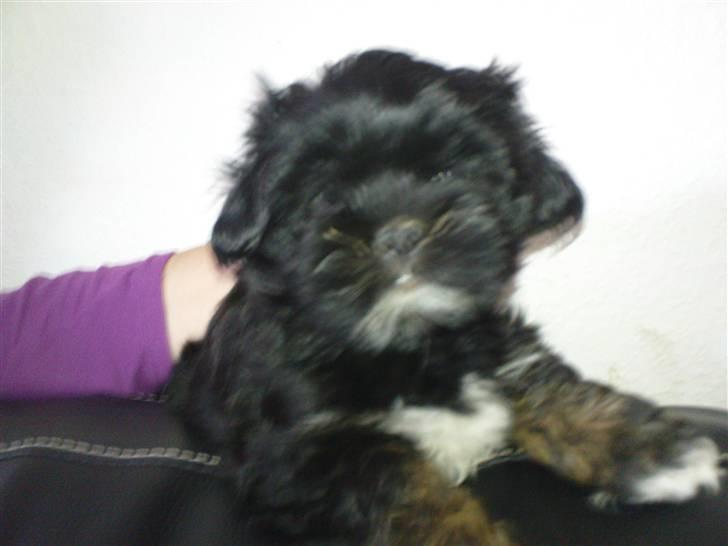 Lhasa apso Perle billede 3