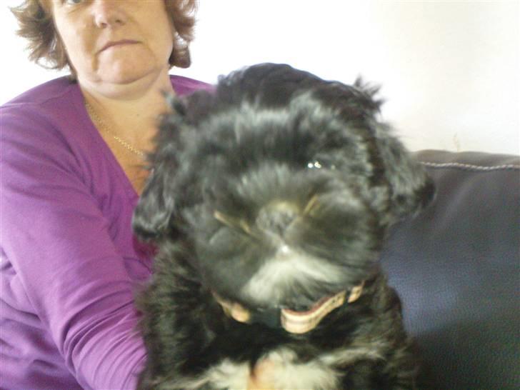 Lhasa apso Perle billede 4