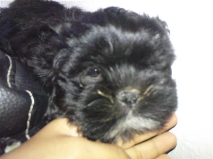 Lhasa apso Perle billede 5
