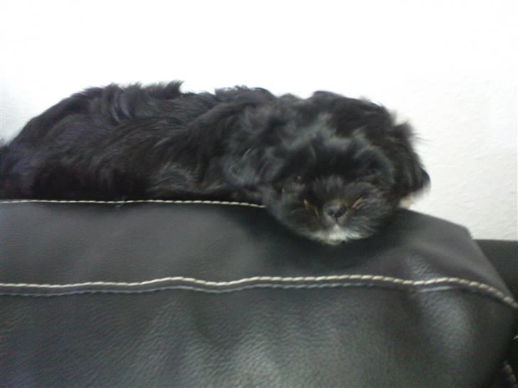 Lhasa apso Perle billede 6