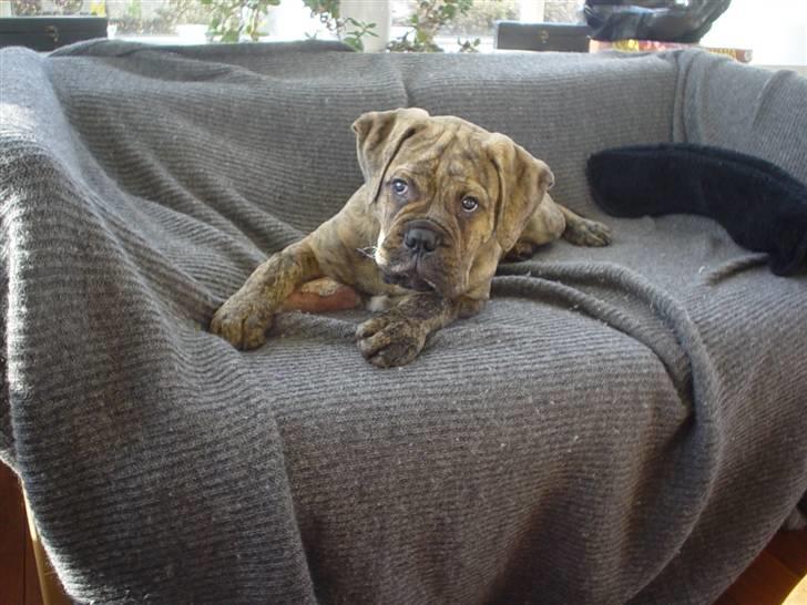 Bullmastiff NEWTON - D 13 April.... tidligt :s billede 11