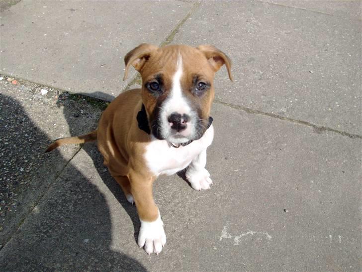 Amerikansk staffordshire terrier Proud Of Asya *Elsket og Savnet for Evigt* - Velkommen til min Profil.. Kig omkring og smid gerne en kommentar. Kh. Asya billede 1