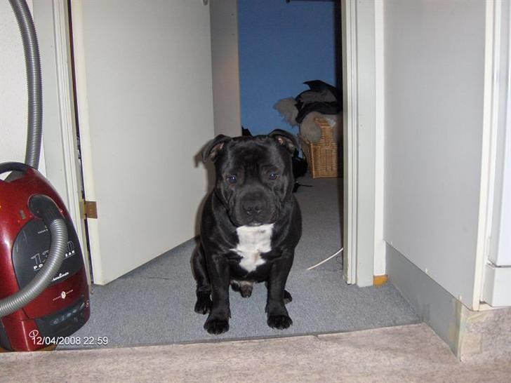 Staffordshire bull terrier Eddie billede 11