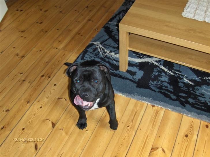 Staffordshire bull terrier Eddie billede 12