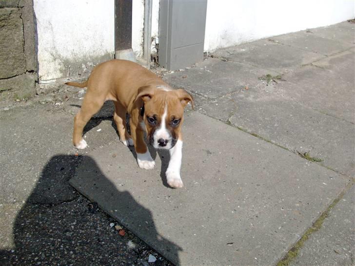 Amerikansk staffordshire terrier Proud Of Asya *Elsket og Savnet for Evigt* - Nyder vejret :-) billede 2