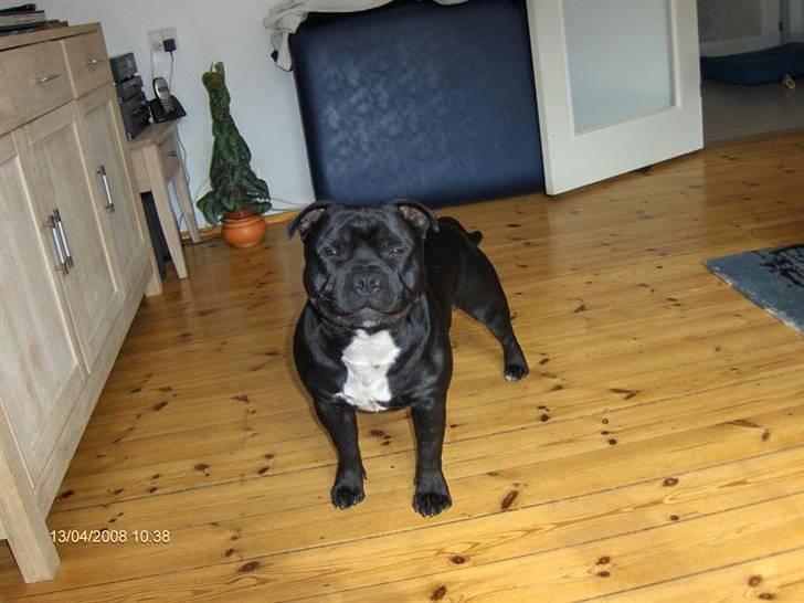 Staffordshire bull terrier Eddie billede 13