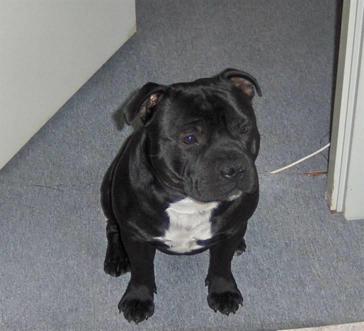 Staffordshire bull terrier Eddie billede 14