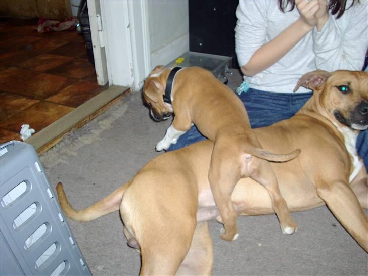 Amerikansk staffordshire terrier Proud Of Asya *Elsket og Savnet for Evigt* - Mig og min "storebror" Kenzo billede 3