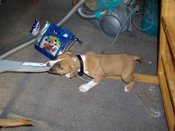 Amerikansk staffordshire terrier Proud Of Asya *Elsket og Savnet for Evigt* - Strømpeleg, hvor længe ska jeg trække før den ryger af? :) billede 4