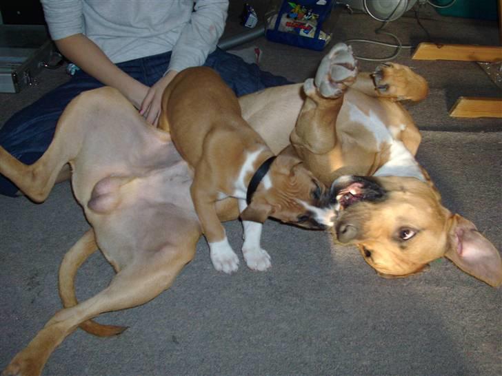 Amerikansk staffordshire terrier Proud Of Asya *Elsket og Savnet for Evigt* - Mig og min "storebror" Kenzo billede 5