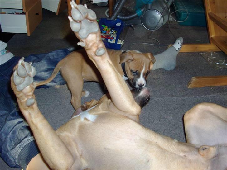 Amerikansk staffordshire terrier Proud Of Asya *Elsket og Savnet for Evigt* - Mig og min "storebror" Kenzo billede 6