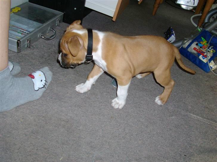 Amerikansk staffordshire terrier Proud Of Asya *Elsket og Savnet for Evigt* - Mmm, ska jeg prøve igen? *tænker* billede 7