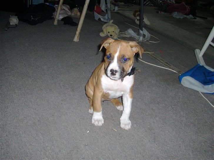 Amerikansk staffordshire terrier Proud Of Asya *Elsket og Savnet for Evigt* - Øv, hva ska jeg nu finde på af narrestreger.. billede 8