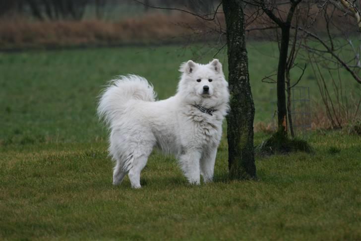 Samojedhund Gizmo billede 1