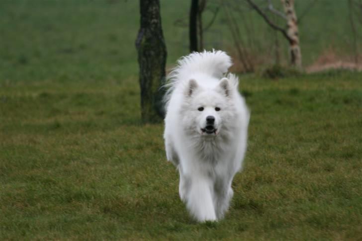 Samojedhund Gizmo billede 2