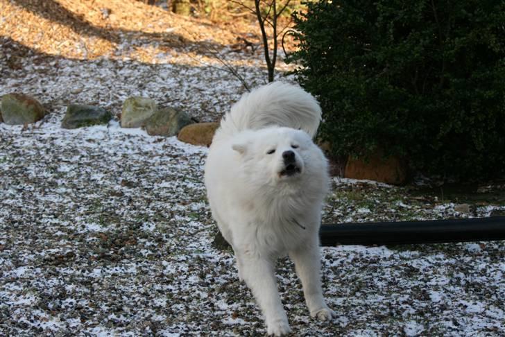 Samojedhund Gizmo billede 3